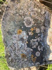 Polycauliona impolita