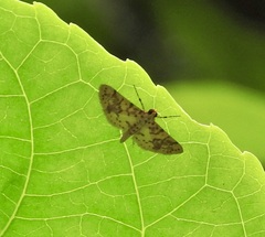 Conogethes haemactalis