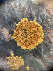 Polycauliona impolita