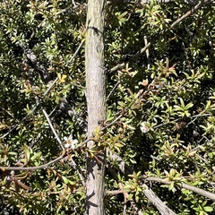 Kunzea tenuicaulis
