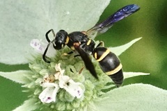 Parancistrocerus fulvipes