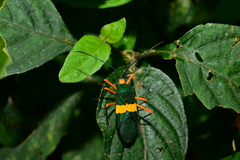 Paryphes blandus