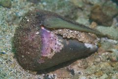 Conus leopardus