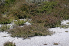 Kunzea tenuicaulis