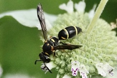 Parancistrocerus fulvipes