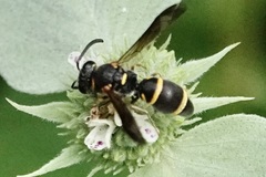 Parancistrocerus fulvipes
