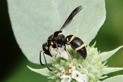 Parancistrocerus fulvipes