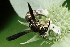 Parancistrocerus fulvipes