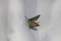 Hydriomena deltoidata