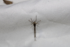 Hydriomena deltoidata