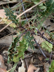 Solanum prinophyllum