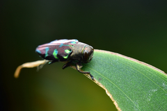 Chrysobothris
