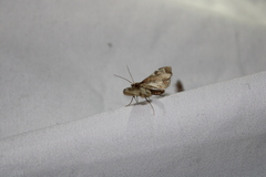 Leucinodes cordalis