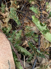 Solanum prinophyllum
