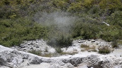 Kunzea tenuicaulis