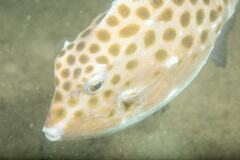 Anoplocapros inermis