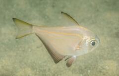 Pempheris compressa