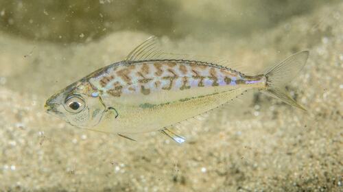Moreton ponyfish (Equulites moretoniensis) — Leiognathidae — 3