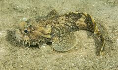 Batrachomoeus dubius