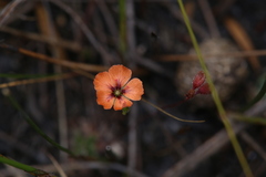 Drosera pulchella