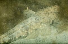 Platycephalus fuscus