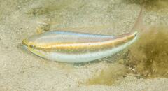 Pentapodus paradiseus