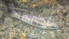 Pentapodus paradiseus