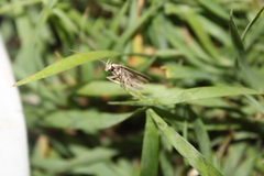 Anisoplaca ptyoptera