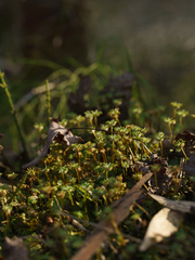 Marchantia polymorpha