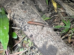 Eutropis macularia