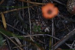 Drosera pulchella