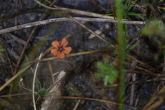 Drosera pulchella
