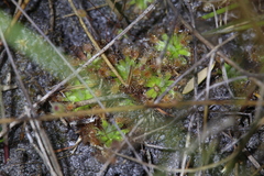 Drosera pulchella