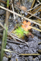 Drosera pulchella