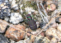 Cicindela purpurea