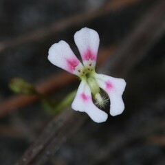 Stylidium calcaratum
