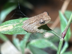 Raorchestes luteolus
