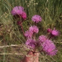 Campuloclinium macrocephalum