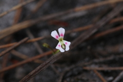 Stylidium calcaratum