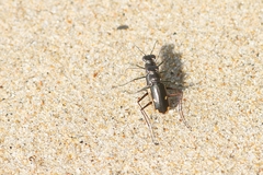Hypaetha biramosa