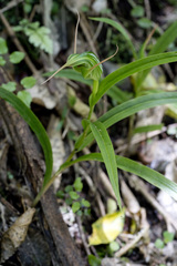 Pterostylis banksii
