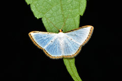 Leuciris