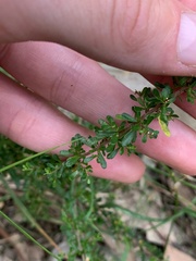 Cryptandra spinescens