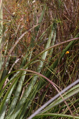 Drosera geniculata