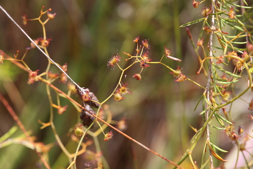 Drosera geniculata (Drosera geniculata)