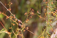 Drosera geniculata
