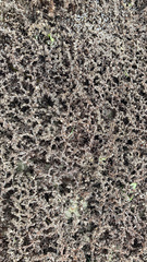 Evasterias troschelii