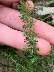 Cryptandra spinescens