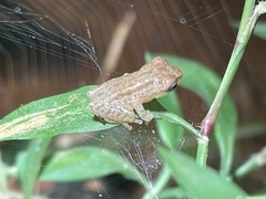 Raorchestes luteolus