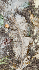 Evasterias troschelii